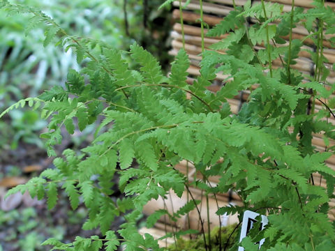 Thelypteris palustris