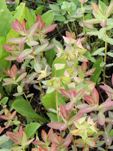 Euphorbia sieboldiana var. montana