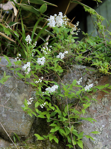 Deutzia gracilis