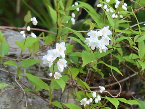 Deutzia gracilis
