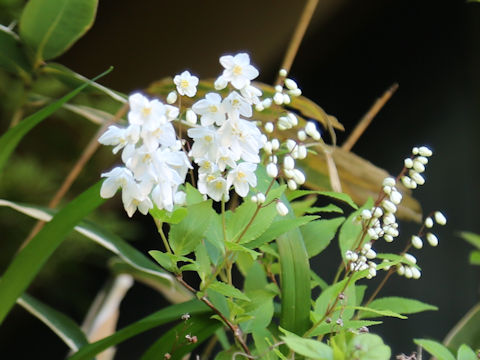 Deutzia gracilis