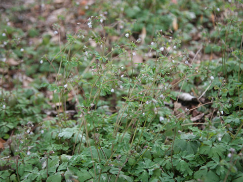 Semiaquilegia adoxoides