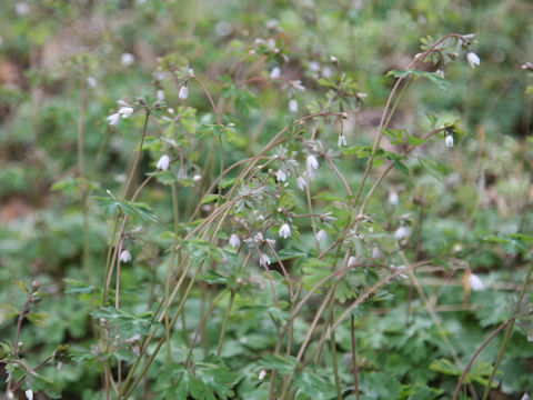Semiaquilegia adoxoides