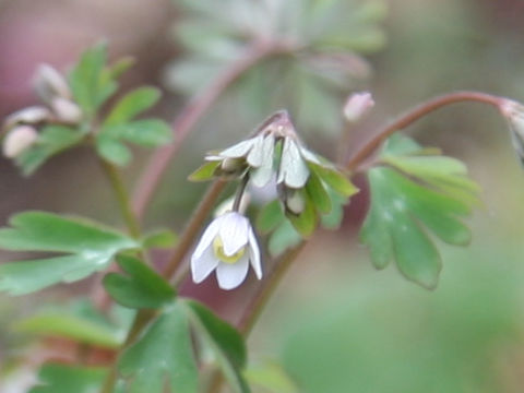 Semiaquilegia adoxoides
