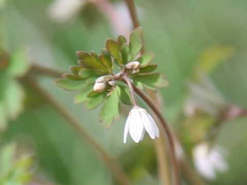 Semiaquilegia adoxoides