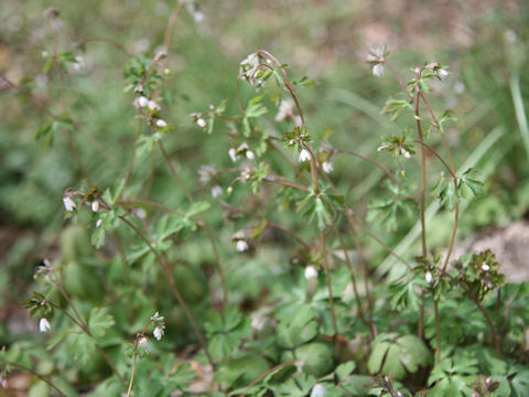 Semiaquilegia adoxoides