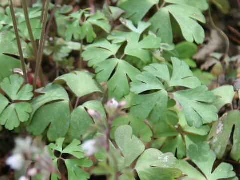 Semiaquilegia adoxoides