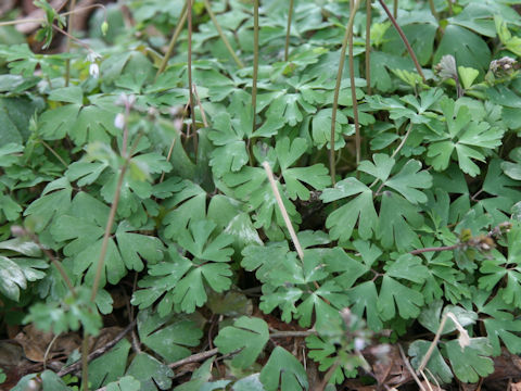 Semiaquilegia adoxoides