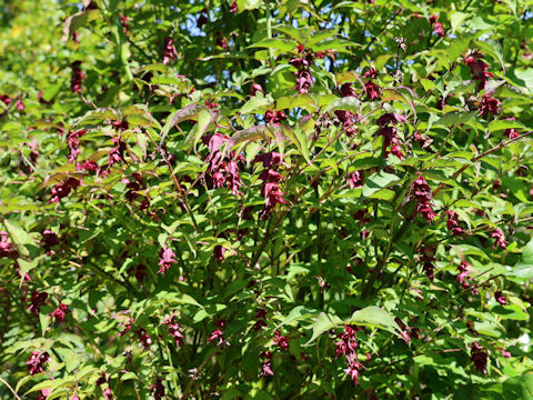 Leycesteria formosa