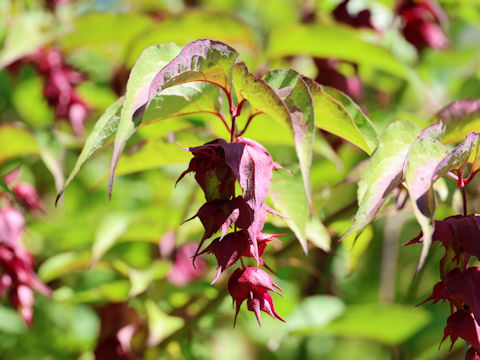 Leycesteria formosa