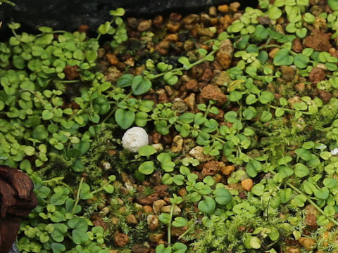 Lysimachia liukiuensis
