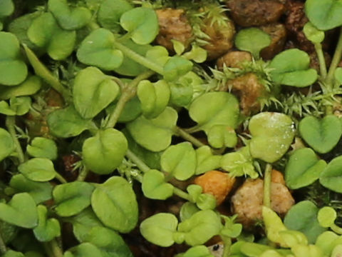 Lysimachia liukiuensis