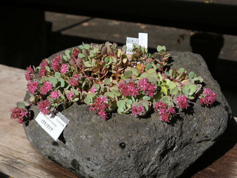 Hylotelephium cauticola