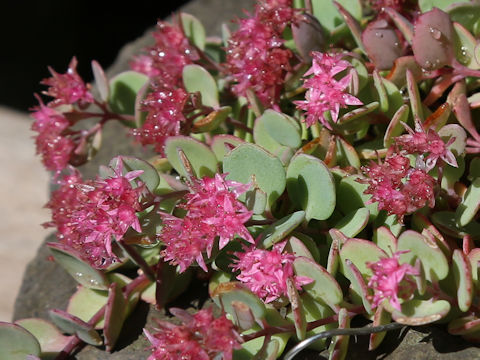 Hylotelephium cauticola