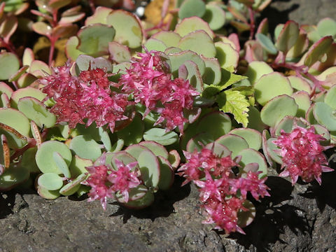 Hylotelephium cauticola