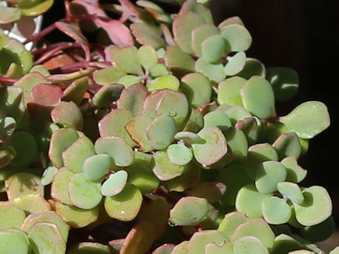 Hylotelephium cauticola