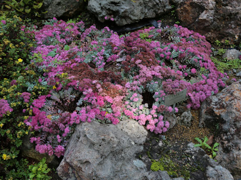 Hylotelephium cauticola