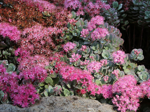 Hylotelephium cauticola