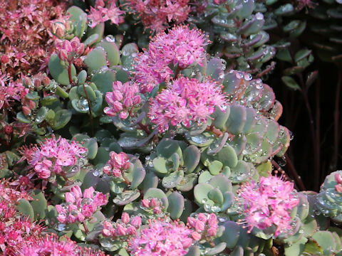 Hylotelephium cauticola