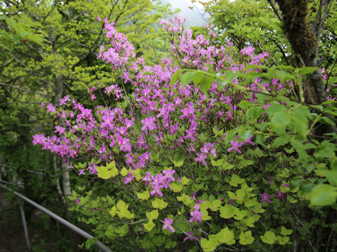 Rhododendron nudipes var. gracilescens