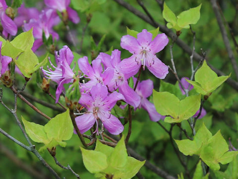 Rhododendron nudipes var. gracilescens