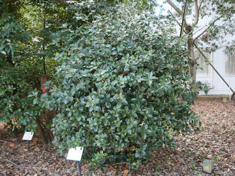 Osmanthus x fortunei