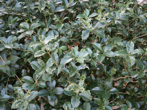 Osmanthus x fortunei