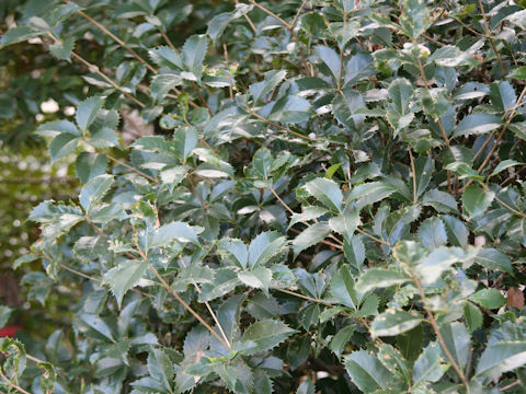 Osmanthus x fortunei