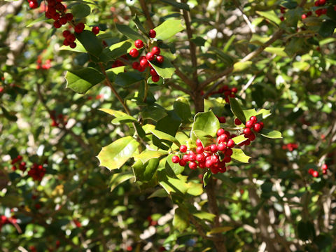 Ilex cornuta