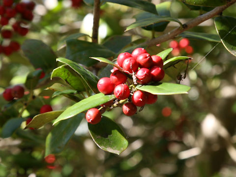 Ilex cornuta