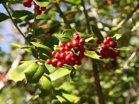 Ilex cornuta