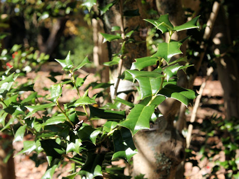 Ilex cornuta