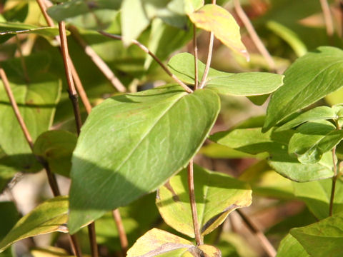ヒロハマウンテンミント Pycnanthemum Muticum