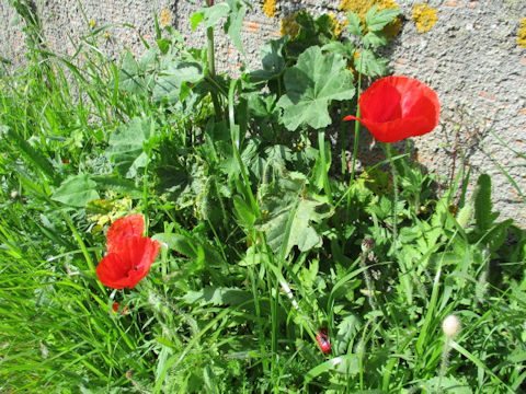 Papaver rhoeas