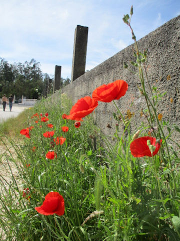 Papaver rhoeas