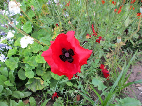 Papaver rhoeas