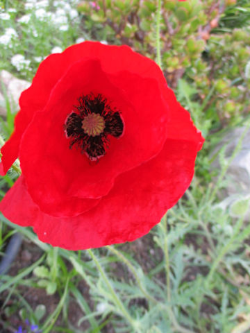 Papaver rhoeas