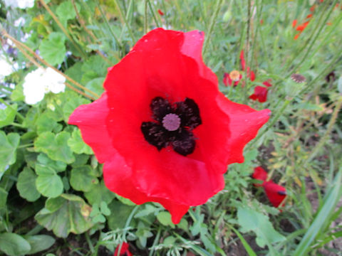 Papaver rhoeas