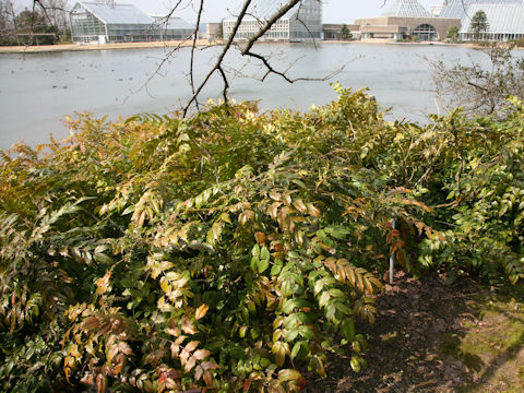 Mahonia japonica