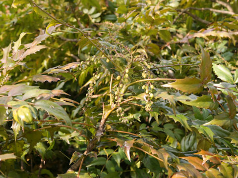 Mahonia japonica