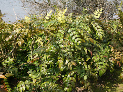 Mahonia japonica