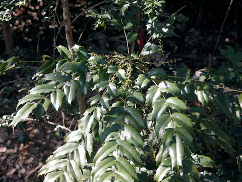 Mahonia japonica