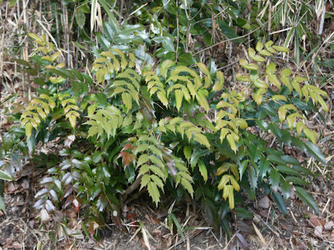 Mahonia japonica