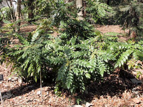 Mahonia japonica