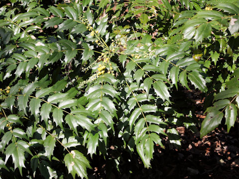 Mahonia japonica
