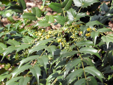 Mahonia japonica