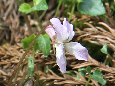 Viola takedana