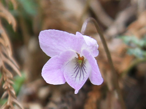 Viola takedana
