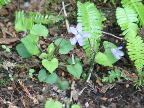 Viola takedana