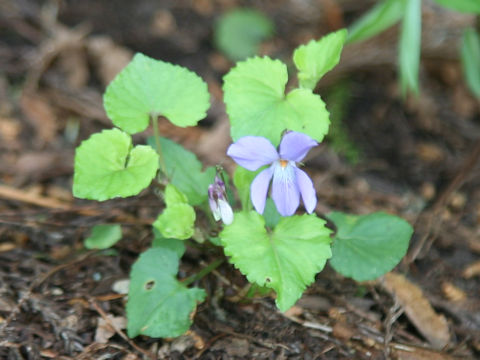 Viola takedana